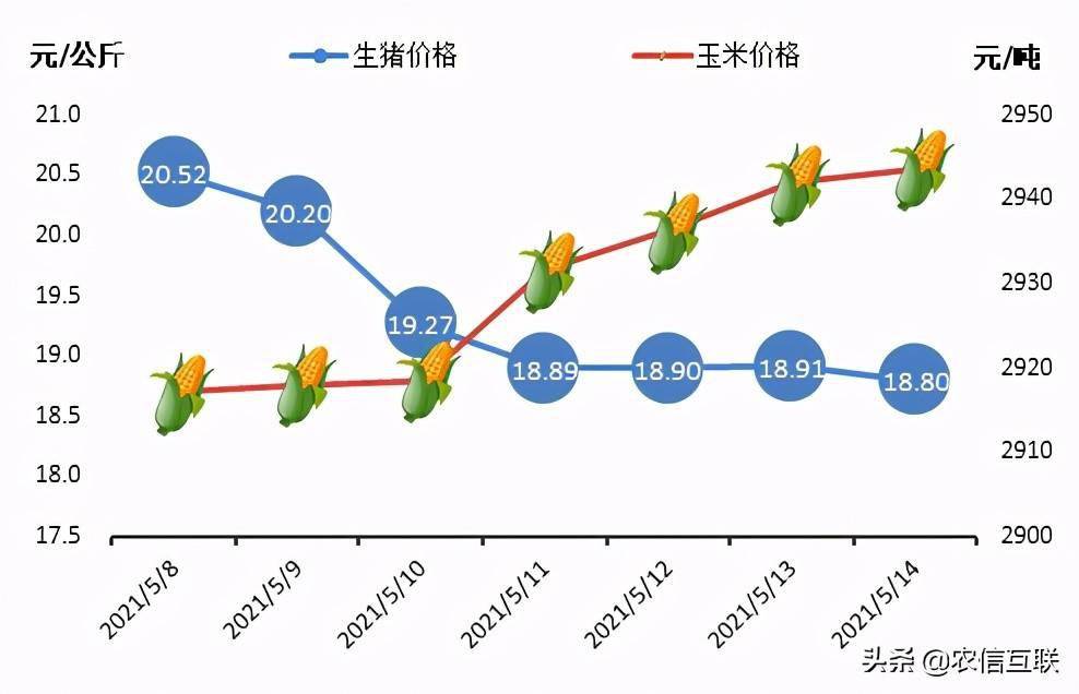 仔猪最新价格,仔猪最新价格动态及其对养殖业的影响